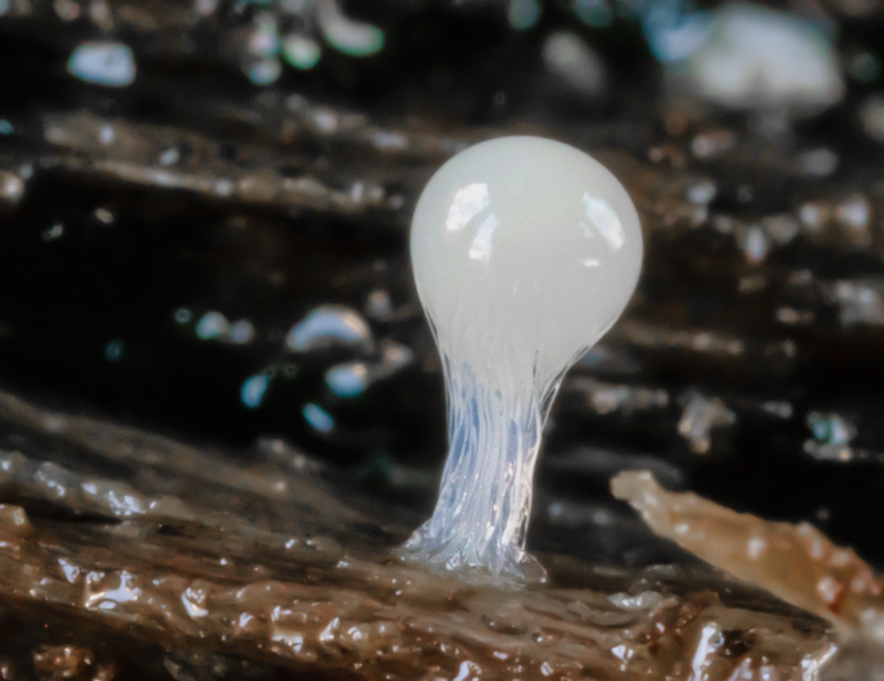 Une surface encrassée avec du biofilm
